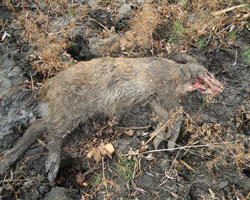 О вспышке африканской чумы свиней в популяции кабанов в Ростовской области